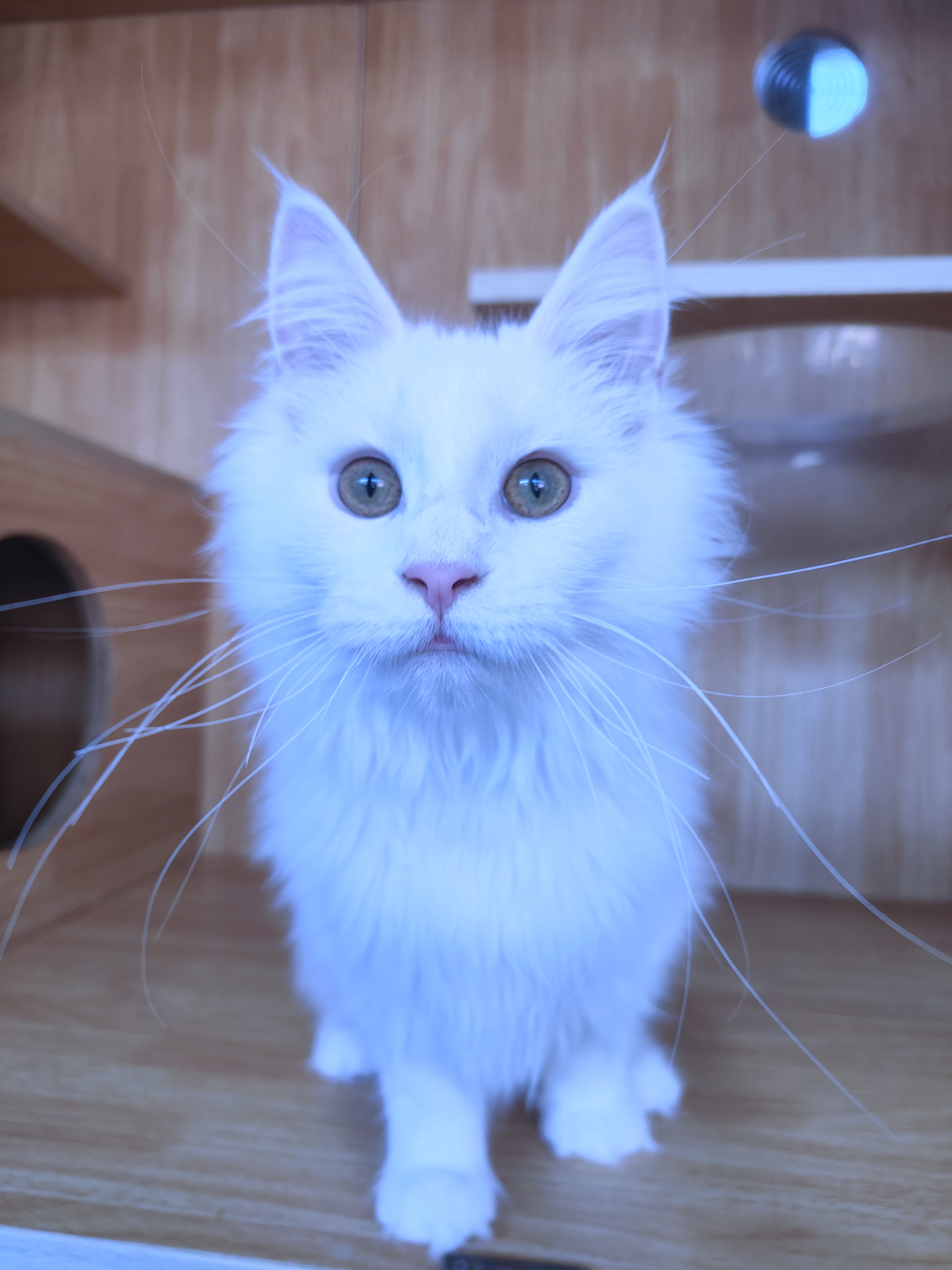 缅因猫纯白缅因猫妹妹大体型无病无藓保健康